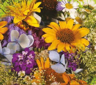 Talents in Bloom